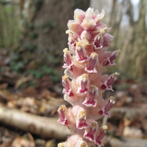 Photographie n°25671 du taxon Lathraea squamaria L. [1753]