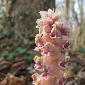 Photographie n°25672 du taxon Lathraea squamaria L. [1753]