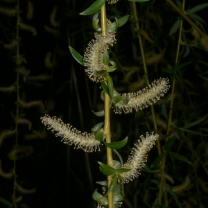 Photographie n°25673 du taxon Salix babylonica L. [1753]