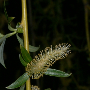 Photographie n°25674 du taxon Salix babylonica L. [1753]