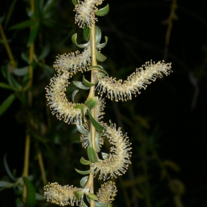 Photographie n°25677 du taxon Salix babylonica L. [1753]