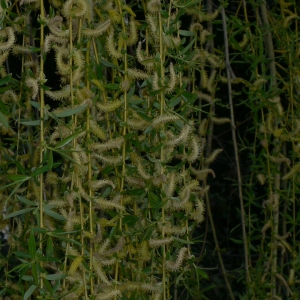 Photographie n°25680 du taxon Salix babylonica L. [1753]