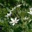  Pierre Bonnet - Ornithogalum umbellatum L.