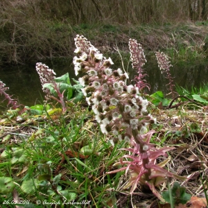 Photographie n°25715 du taxon Petasites hybridus (L.) G.Gaertn., B.Mey. & Scherb. [1801]