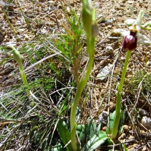 Photographie n°25720 du taxon Ophrys exaltata subsp. marzuola Geniez, Melki & R.Soca [2002]