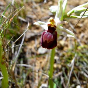 Photographie n°25721 du taxon Ophrys exaltata subsp. marzuola Geniez, Melki & R.Soca [2002]