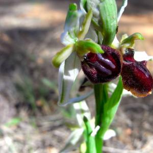 Photographie n°25722 du taxon Ophrys exaltata subsp. marzuola Geniez, Melki & R.Soca [2002]