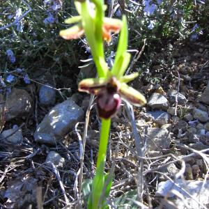 Photographie n°25723 du taxon Ophrys exaltata subsp. marzuola Geniez, Melki & R.Soca [2002]
