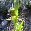   - Ophrys exaltata subsp. marzuola Geniez, Melki & R.Soca [2002]