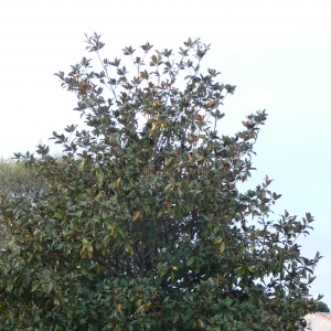 Photographie n°25732 du taxon Magnolia grandiflora L. [1759]