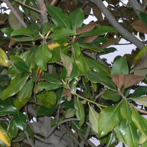 Photographie n°25733 du taxon Magnolia grandiflora L. [1759]
