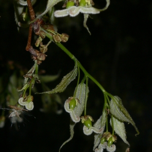 Photographie n°25738 du taxon Celtis australis L. [1753]