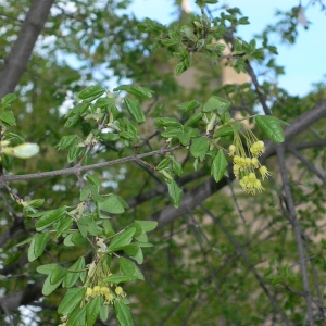 Photographie n°25752 du taxon Acer monspessulanum L.