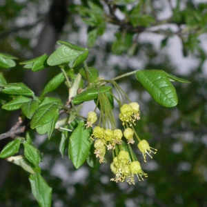 Photographie n°25753 du taxon Acer monspessulanum L.