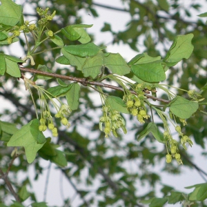 Photographie n°25754 du taxon Acer monspessulanum L.