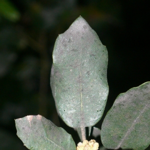 Photographie n°25771 du taxon Quercus ilex L. [1753]