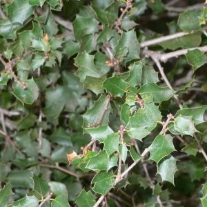 Photographie n°25773 du taxon Quercus coccifera L. [1753]