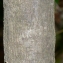  Pierre Bonnet - Quercus coccifera L. [1753]