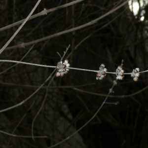 Photographie n°25779 du taxon Vitex agnus-castus L. [1753]