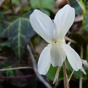 Photographie n°25786 du taxon Viola alba Besser [1809]