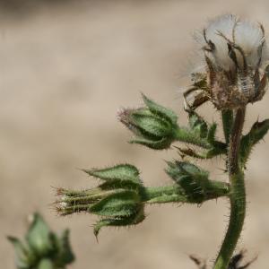 Photographie n°25790 du taxon Picris echioides L. [1753]