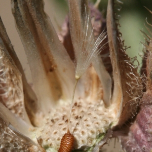 Photographie n°25791 du taxon Picris echioides L. [1753]