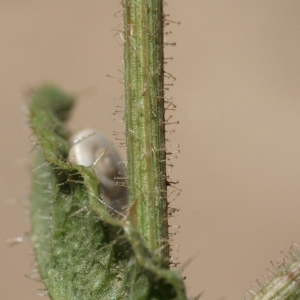 Photographie n°25792 du taxon Picris echioides L. [1753]