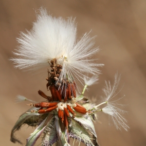 Photographie n°25793 du taxon Picris echioides L. [1753]