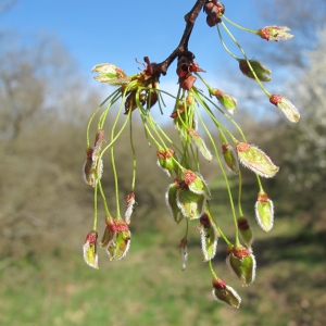 Photographie n°25804 du taxon Ulmus laevis Pall. [1784]