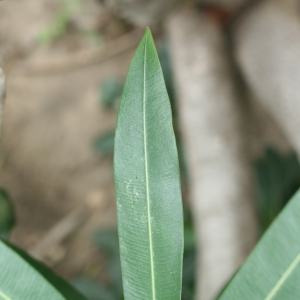Photographie n°25838 du taxon Nerium oleander L. [1753]