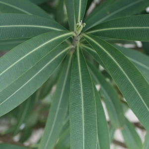 Photographie n°25842 du taxon Nerium oleander L. [1753]