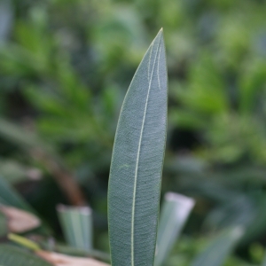 Photographie n°25844 du taxon Nerium oleander L. [1753]