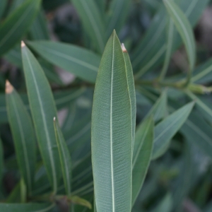 Photographie n°25845 du taxon Nerium oleander L. [1753]