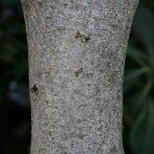 Photographie n°25848 du taxon Nerium oleander L. [1753]