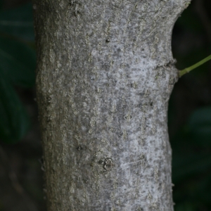 Photographie n°25849 du taxon Nerium oleander L. [1753]