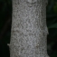  Pierre Bonnet - Nerium oleander L. [1753]