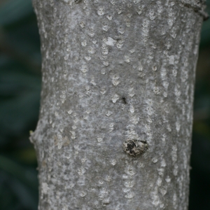 Photographie n°25852 du taxon Nerium oleander L. [1753]