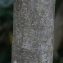 Pierre Bonnet - Nerium oleander L. [1753]