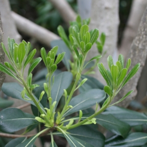 Photographie n°25855 du taxon Pittosporum tobira (Thunb.) W.T.Aiton [1811]