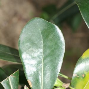 Photographie n°25856 du taxon Pittosporum tobira (Thunb.) W.T.Aiton [1811]