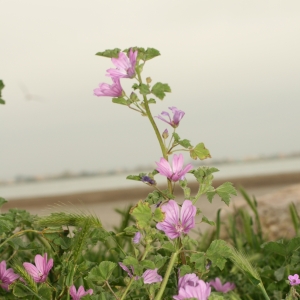 Photographie n°25867 du taxon Malva sylvestris L. [1753]