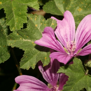 Photographie n°25871 du taxon Malva sylvestris L. [1753]