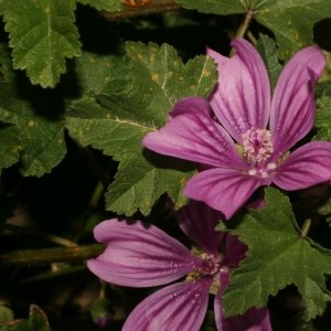 Photographie n°25872 du taxon Malva sylvestris L. [1753]