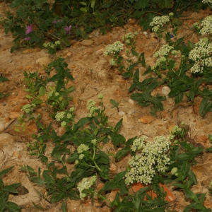 Photographie n°25879 du taxon Lepidium draba L.