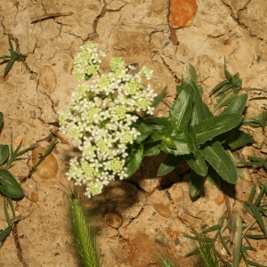 Photographie n°25881 du taxon Lepidium draba L.