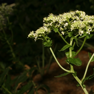 Photographie n°25884 du taxon Lepidium draba L.