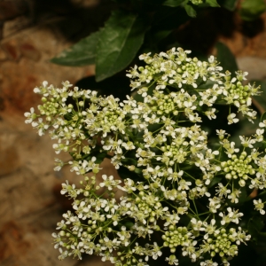 Photographie n°25886 du taxon Lepidium draba L.