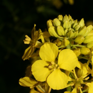 Photographie n°25892 du taxon Sinapis alba L. [1753]