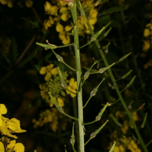 Photographie n°25894 du taxon Sinapis alba L. [1753]