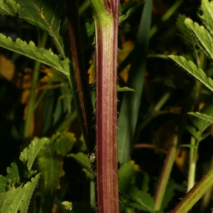 Photographie n°25902 du taxon Sinapis alba L. [1753]